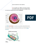 CELULAS EUCARIOTAS Y PROCARIOTAS