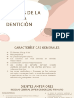 Primera Dentición