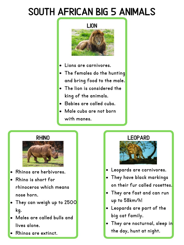Big 5 Animals South Africa Printable | PDF | Elephant | Rhinoceros