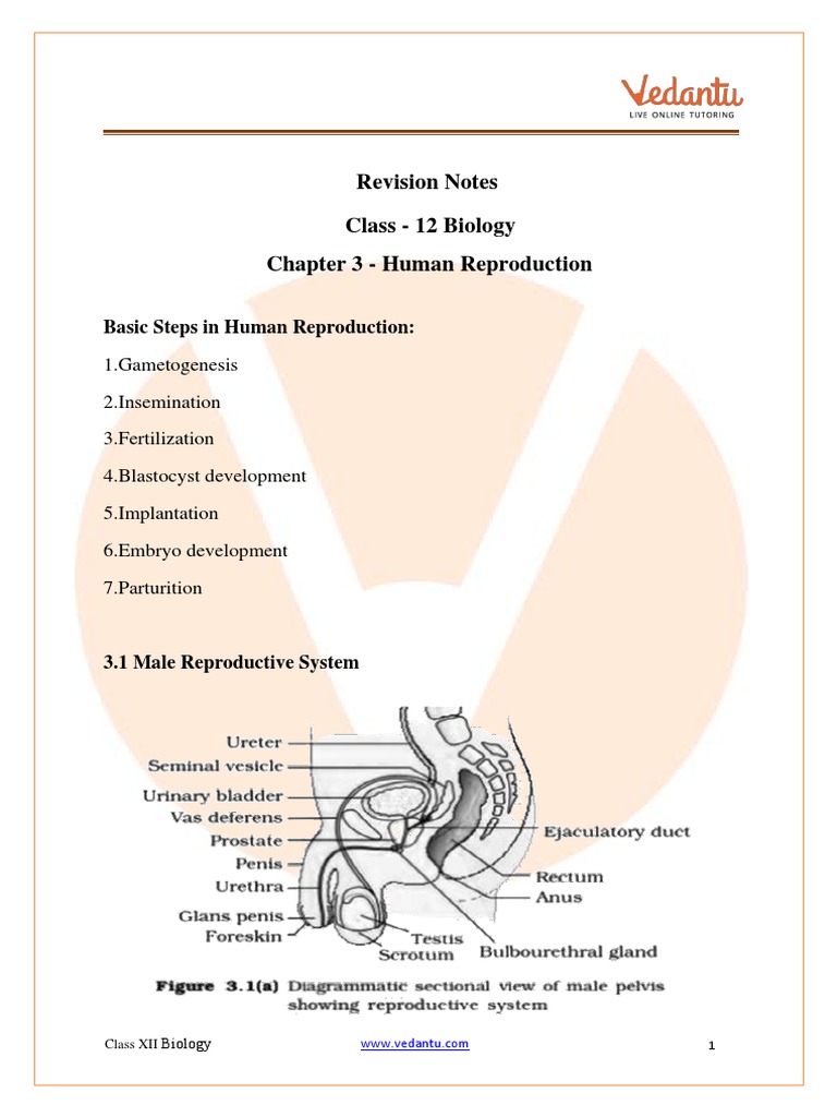 Human Reproduction Class 12 Notes | PDF | Menstrual Cycle | Luteinizing ...