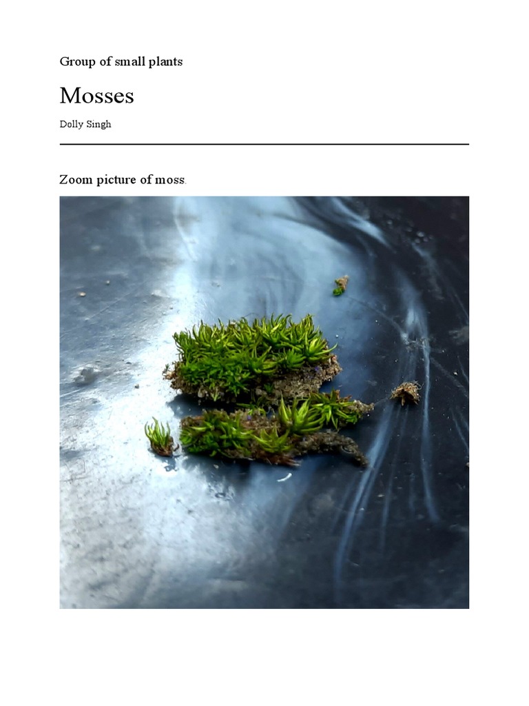 An InDepth Exploration of Moss Classification, Structure, Life Cycle