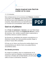 Plátano La Planta Tropical Más Fácil de Plantar y de Cuidar en Tu Casa