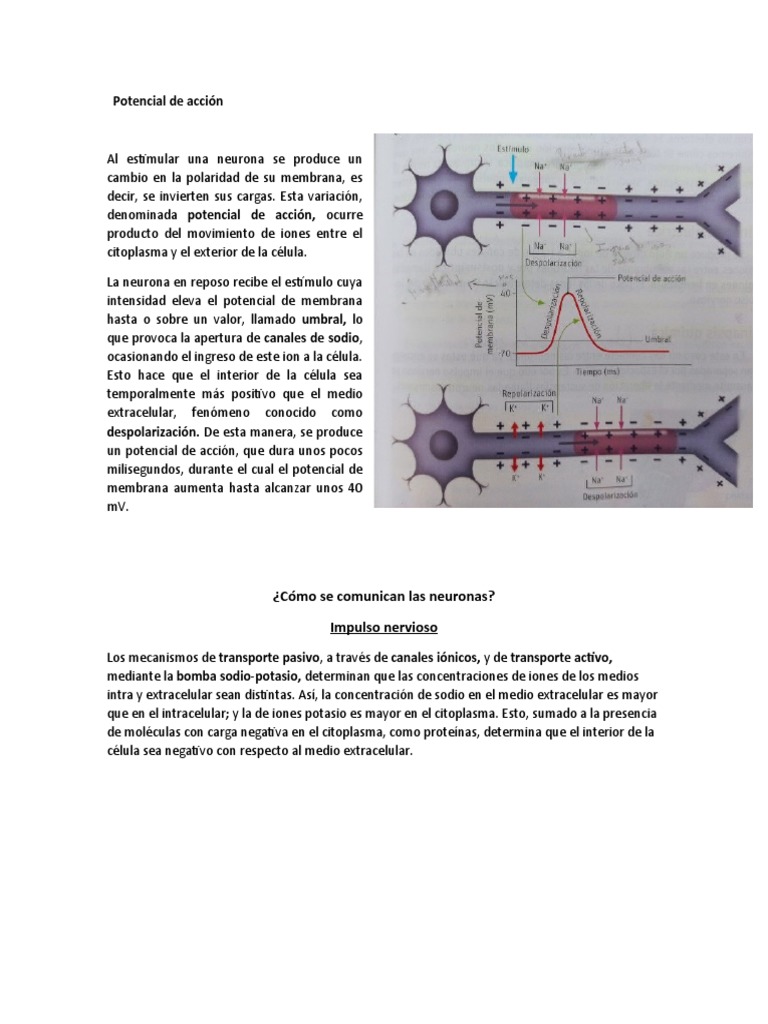 Potencial de Acción | PDF | Sinapsis | Potencial de acción