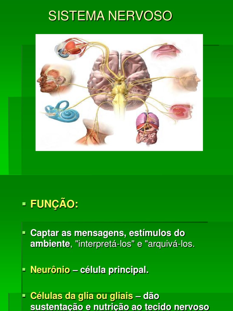 Funções do Sistema Nervoso Humano | PDF