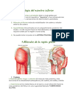 Miologia del miembro inferior