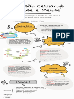 Infográfico Divisão Celular