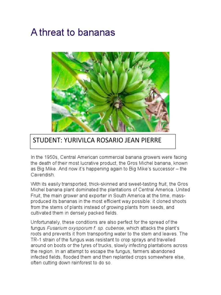 A Threat To Bananas PDF Banana Botany