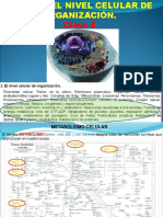 Clase 8 - 2021 - Metabolismo y Respiracion Celular