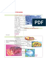 EL CITOPLASMA