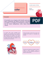 Sistema Cardiovascular