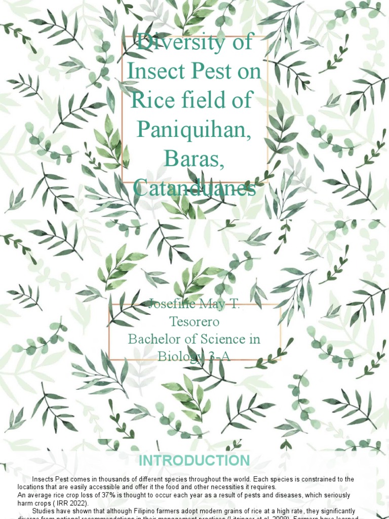 Insect Pest PDF Rice Sampling (Statistics)