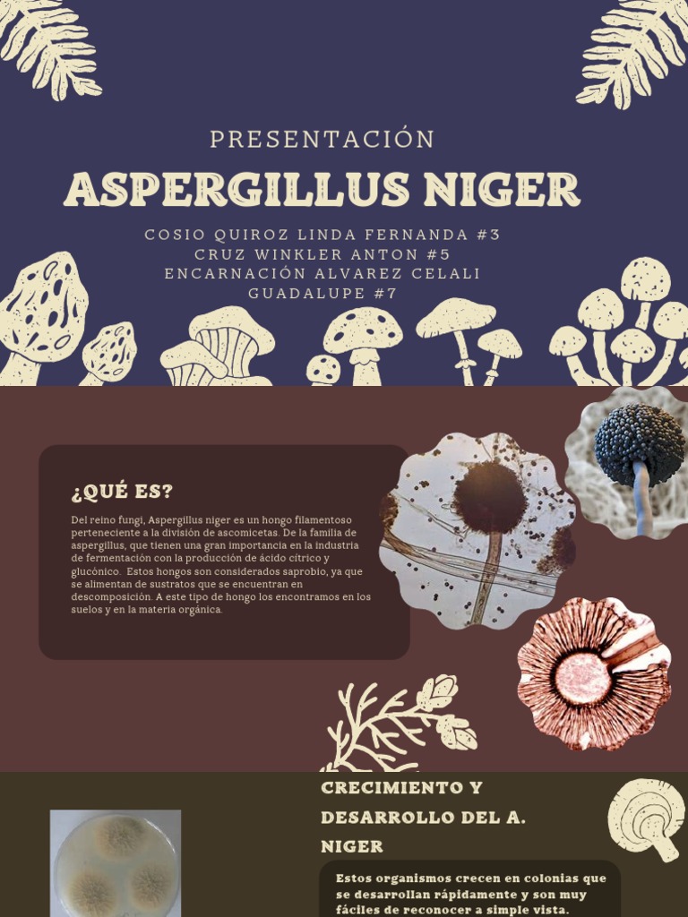 Aspergillus Niger | PDF