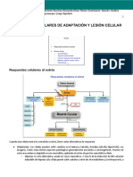 10-11 8.aspectos Moleculares de Adaptación y Lesión Celular