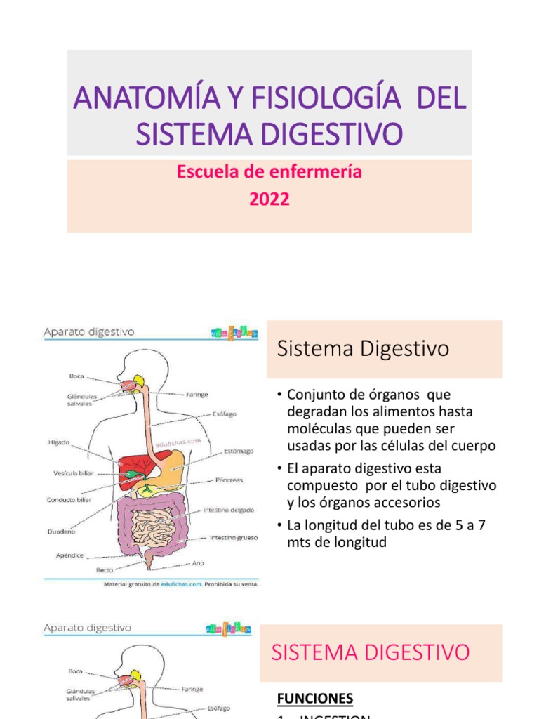 Sistema Digestivo Libro Pdf Tema 3 Anatomía Y Fisiología Del Aparato