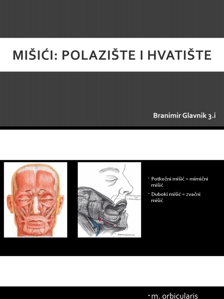 Mišići | PDF