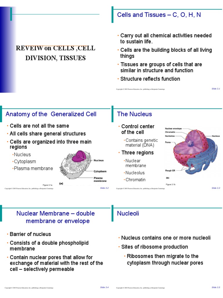 Anaphy Notes, I Cells, Cell Division and Tissue PDF Epithelium