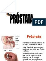 Prostata