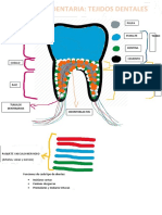 Anatomia Del Diente