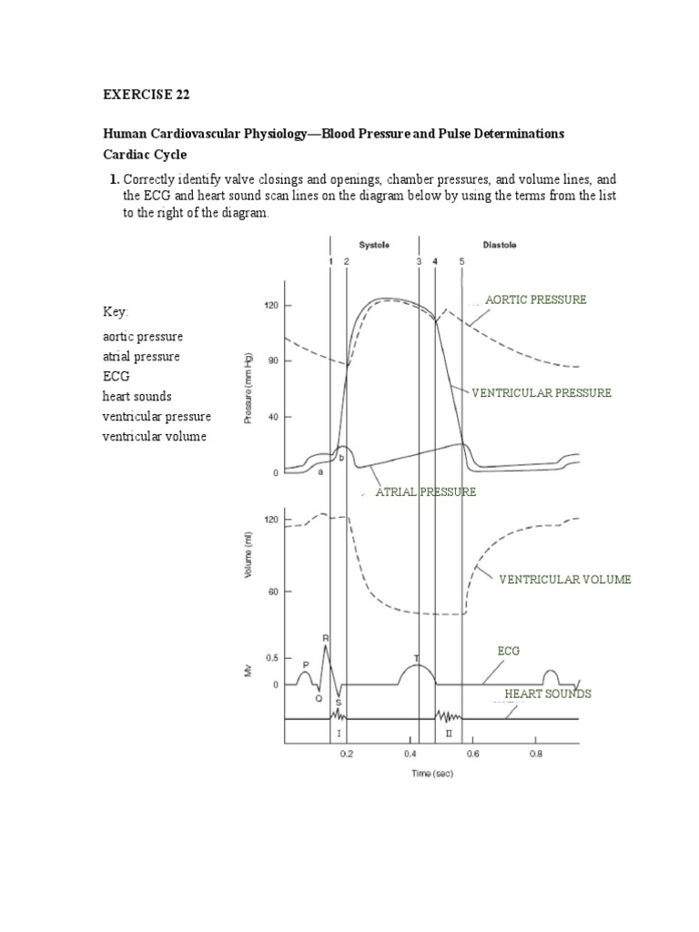 Human Cardiovascular Physiology | PDF | Diastole | Heart Valve
