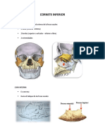 Cornete inferior