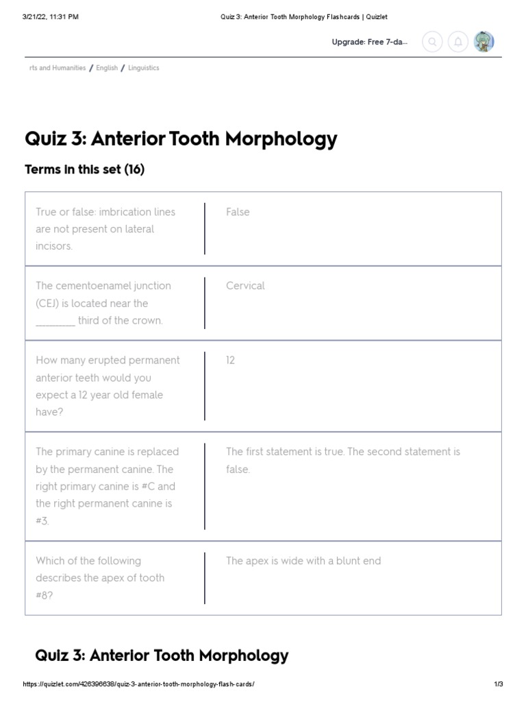 Quiz 3 Anterior Tooth Morphology Flashcards Download Free Pdf