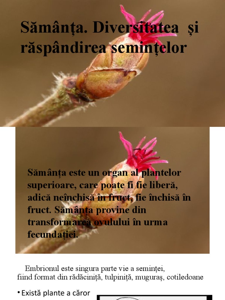 Semintele. Raspândirea Semintelor | PDF