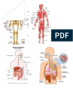 APARATOS Del Cuerpo