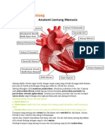 Anatomi Jantung