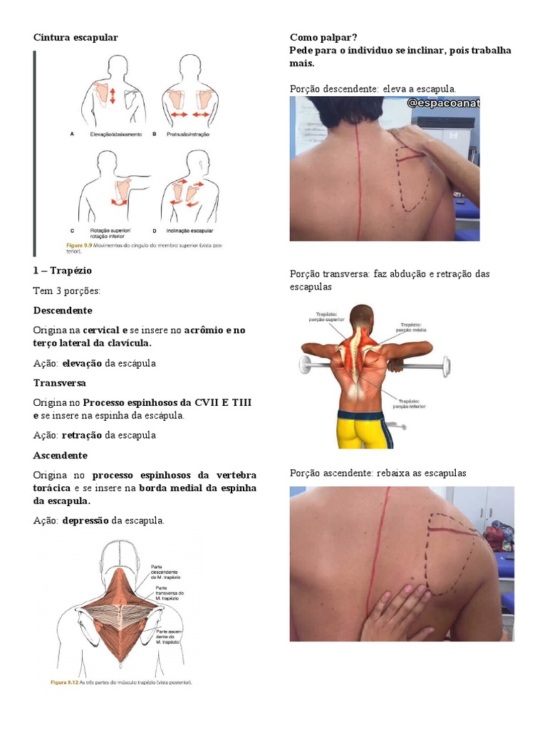 Musculos Que Caem | PDF | Cotovelo | Articulações, image size:768x1024