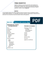 Anatomia Del Sistema Digestivo