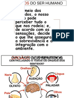 Sentidos Do Ser Humano