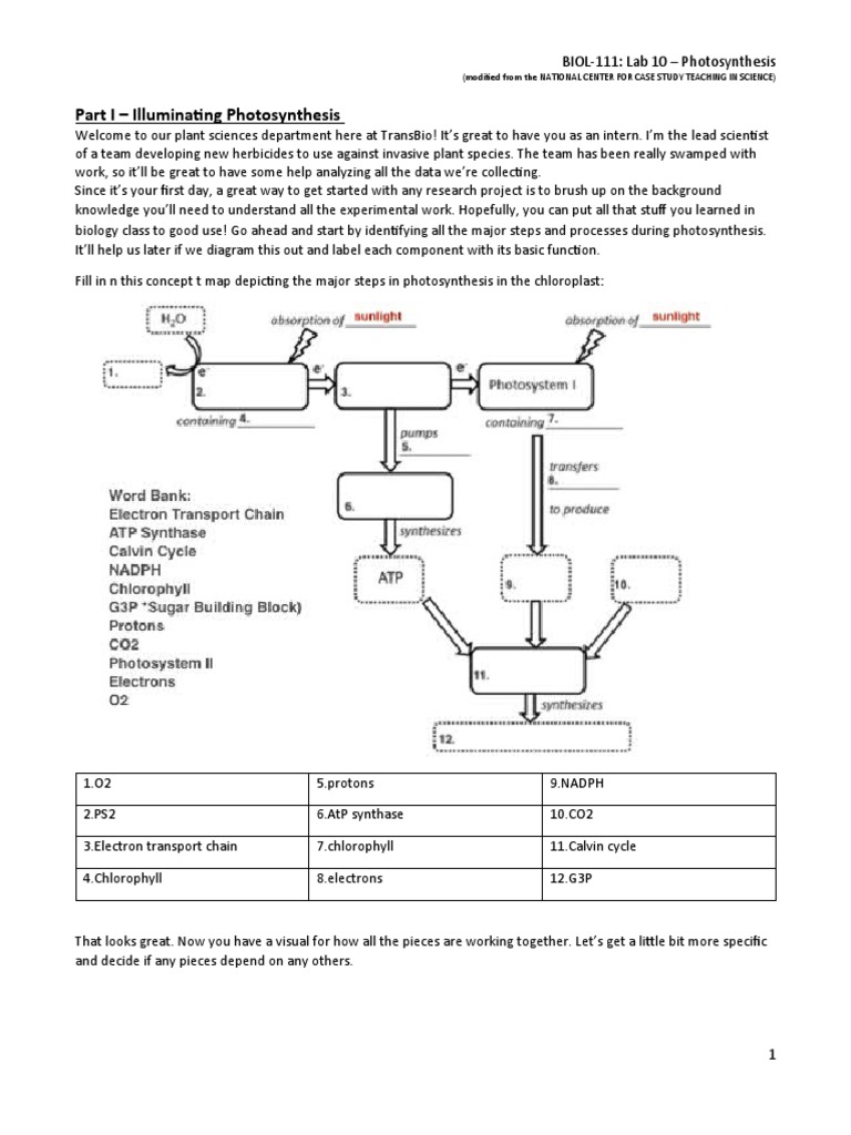 Biol111 Photosynthesis Worksheet PDF