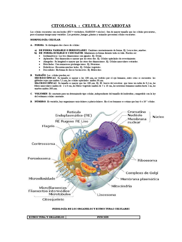 Celula Eucariota PDF Citoplasma Biolog a Celular 