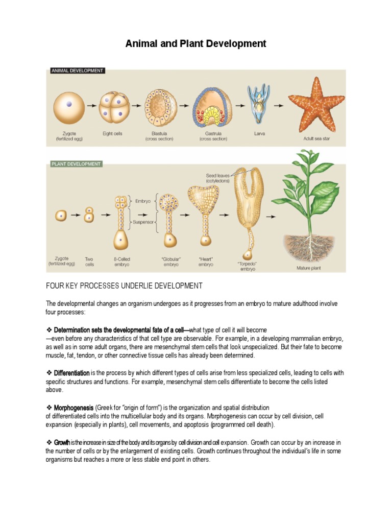 Animal and Plant Development PDF Developmental Biology Cellular