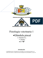 Glandula Pineal Raip