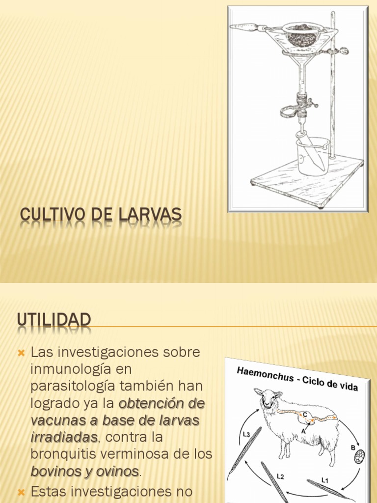Cultivo y ciclo de vida de larvas parasitarias | PDF | Solución salina ...