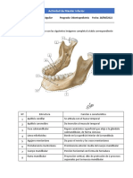 Anatomía de la mandíbula: estructuras y funciones