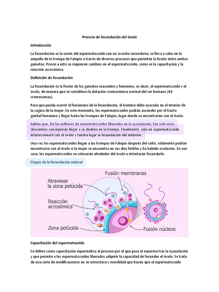 Proceso de Fecundación Del Óvulo | PDF | Anatomia sexual ...