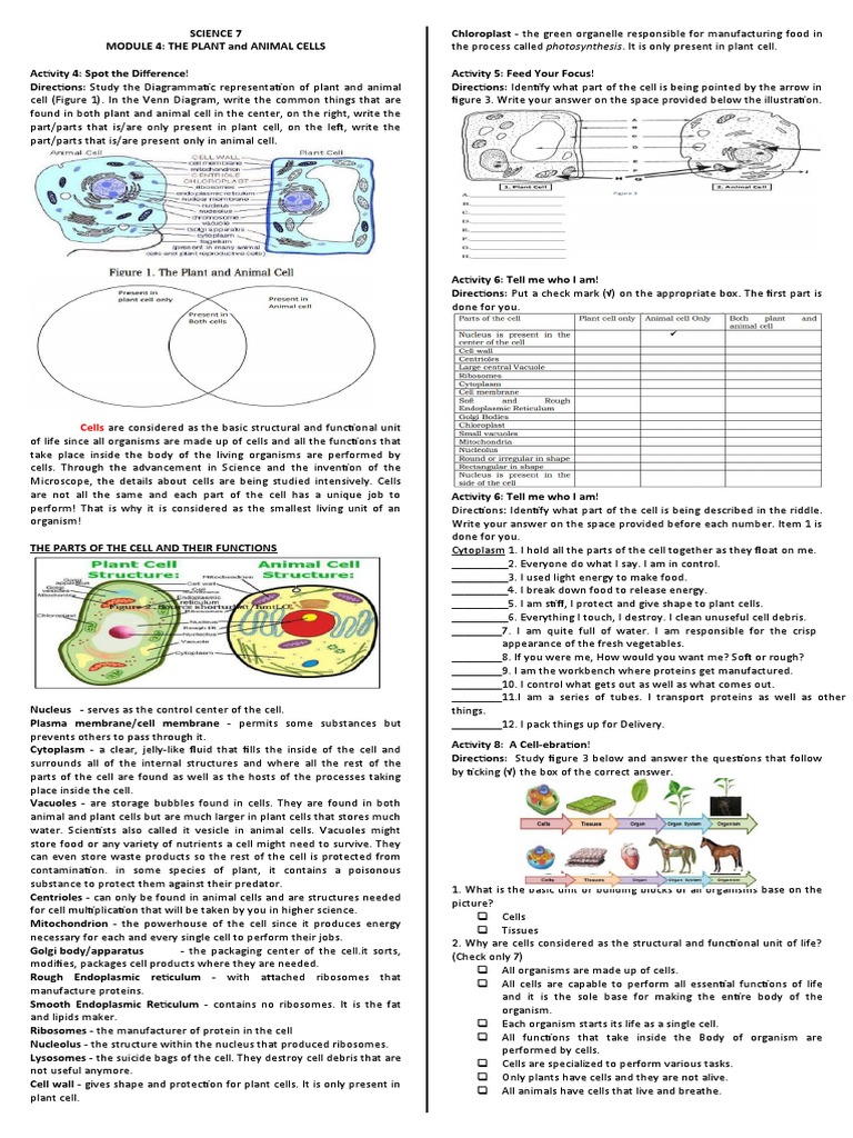 Comparing Plant and Animal Cells | PDF | Cell (Biology) | Vacuole