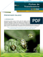 Creontiades Pallidus