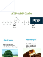 ATP-ADP Cycle