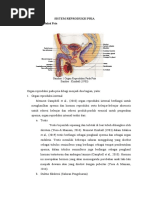 Yigitning jinsiy azosini silash onlayn