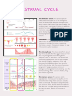 Menstrual Cycle