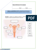 Sistema Reproductor Femenino Actividad