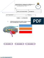 Cerebro Triuno