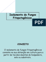 Isolamento de fungos fitopatogênicos