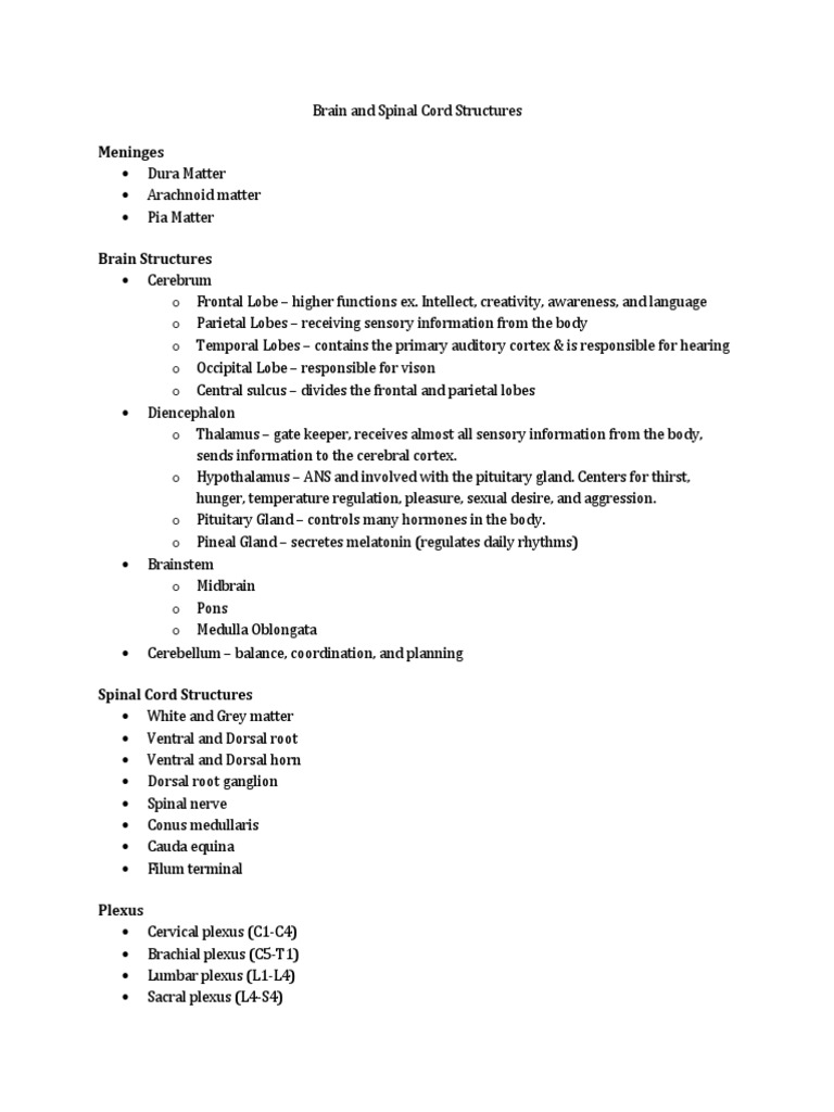 Brain and Spinal Cord Structures | PDF | Spinal Cord | Anatomy
