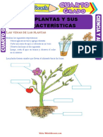Las Plantas y Sus Características para Cuarto Grado de Primaria