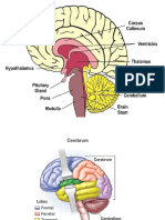 Picture Brain