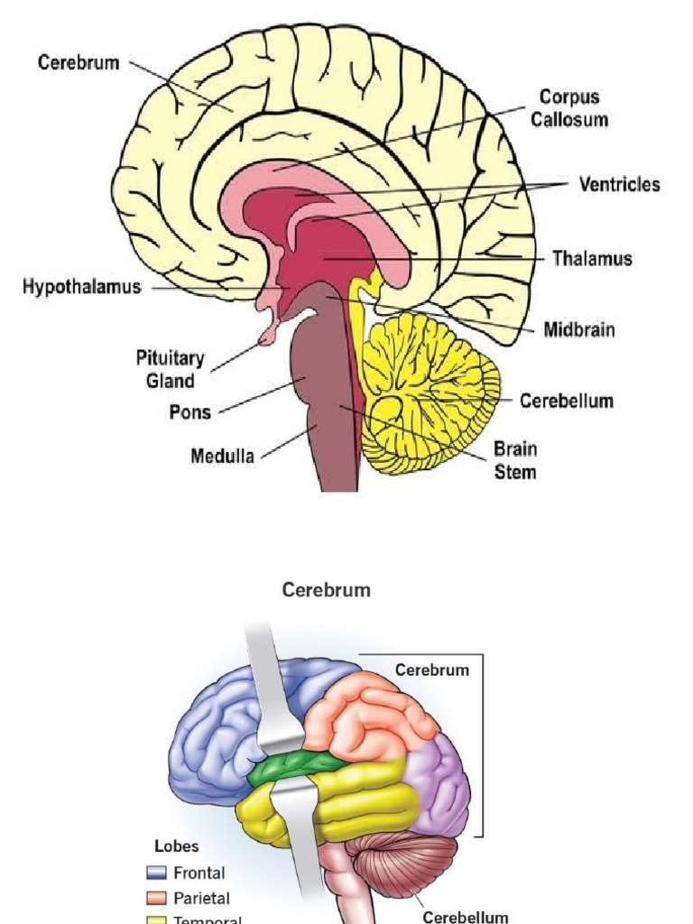 Picture Brain | PDF